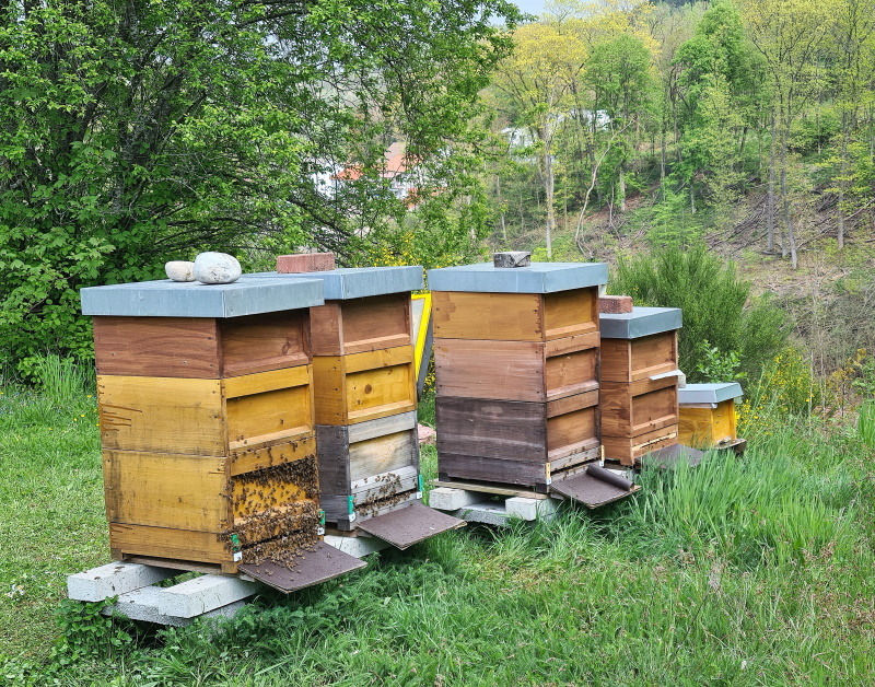 AG Bienen 2022 2