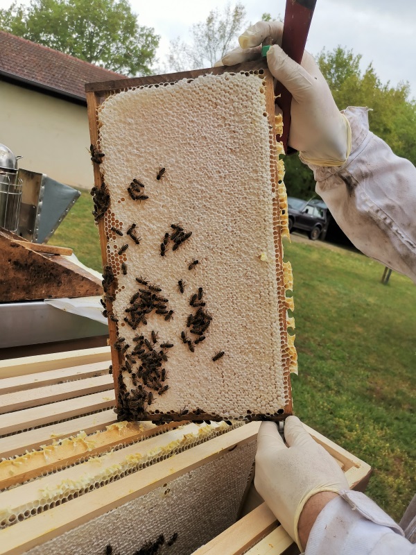 AG Bienen Honigschleudern 2020 3
