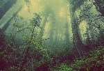 Wald Titelfoto