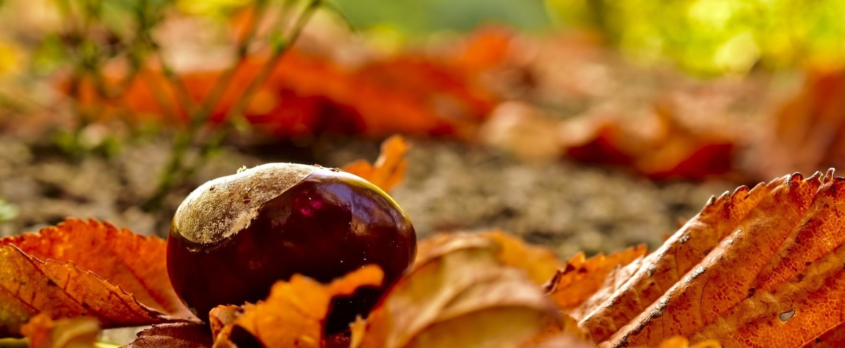 Header Herbst